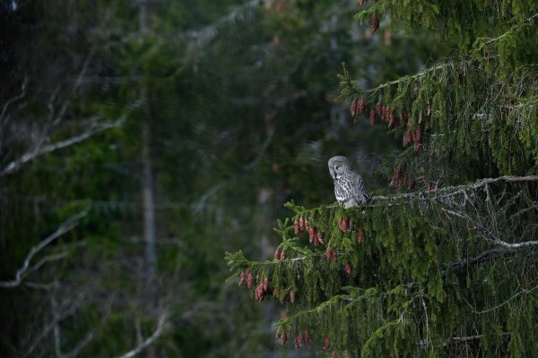 Great grey owl (Strix nebulosa), puštík vousatý, Bergslagen, Sweden