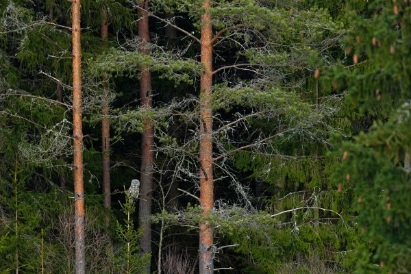 Great grey owl (Strix nebulosa), puštík vousatý, Bergslagen, Sweden