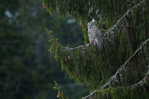 Great grey owl (Strix nebulosa), puštík vousatý, Bergslagen, Sweden