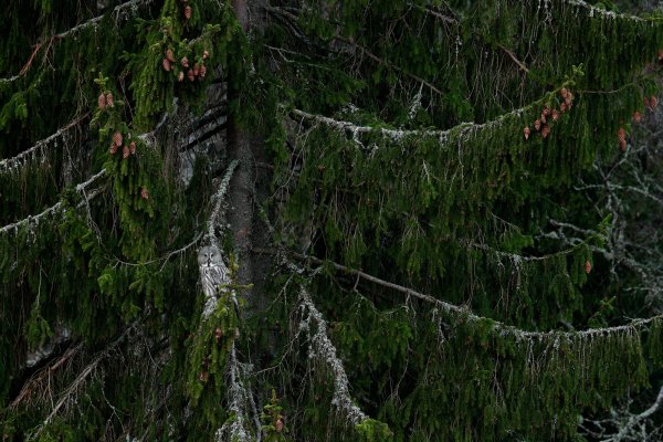 Great grey owl (Strix nebulosa), puštík vousatý, Bergslagen, Sweden