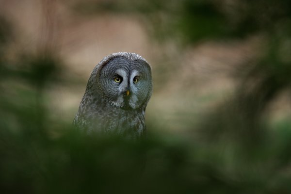 Great grey owl (Strix nebulosa), puštík vousatý, Bergslagen, Sweden