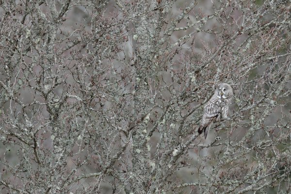 Great grey owl (Strix nebulosa), puštík vousatý, Bergslagen, Sweden