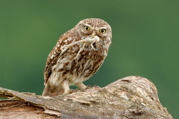 Little Owl (Athene noctua) sýček obecný, Kiskunsági  NP, Hungary