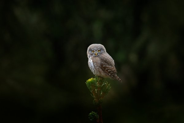 Pygmy owl (Glaucidium passerinum) kulíšek nejmenší, Šumava, Czech Republic