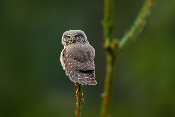 Pygmy owl (Glaucidium passerinum) kulíšek nejmenší, Šumava, Czech Republic