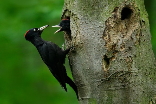Black woodpecker (Dryocopus martius) datel černý, Plzeňsko, Czech Republic