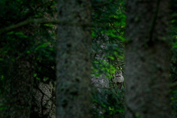 Ural Owl (Strix uralensis) puštík bělavý, Prachaticko, Šumava, Czech Republic