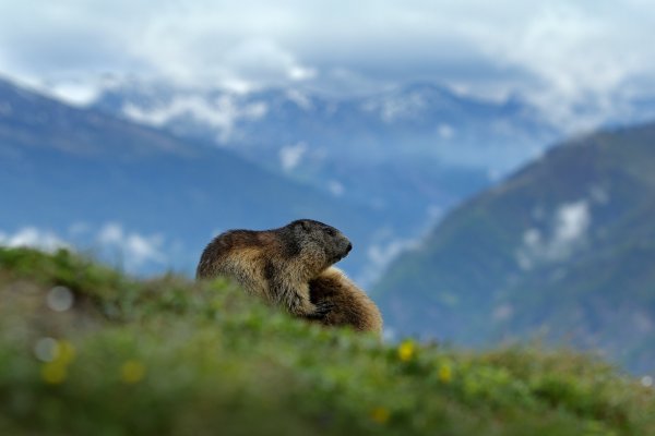 Marmot (Marmota marmota) svišť horský, Großglockner, Hohe Tauren, Austria