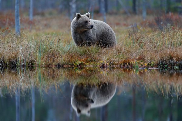 Brown Bear (Ursus arctos) medvěd hnědý, Kuhmo, Finland