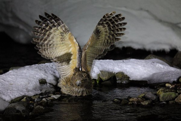 Blakiston's fish owl (Bubo blakistoni) výr Blakistonův, Rausu, Hokkaidó, Japan 