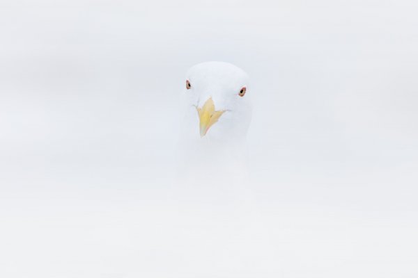 Glaucous-winged gull (Larus glaucescens) racek šedokřídlý, Rausu, Hokkaidó, Japan