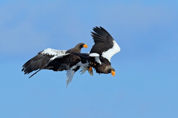 Steller's sea eagle (Haliaeetus pelagicus) orel východní, Rausu, Hokkaidó, Japan