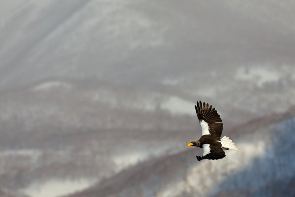 Steller's sea eagle (Haliaeetus pelagicus) orel východní, Rausu, Hokkaidó, Japan