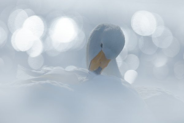 Whooper Swan (Cygnus cygnus) labuť zpěvná, Lake Kussharo, Hokkaidó, Japan