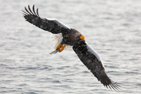 Steller's sea eagle (Haliaeetus pelagicus) orel východní, Rausu, Hokkaidó, Japan