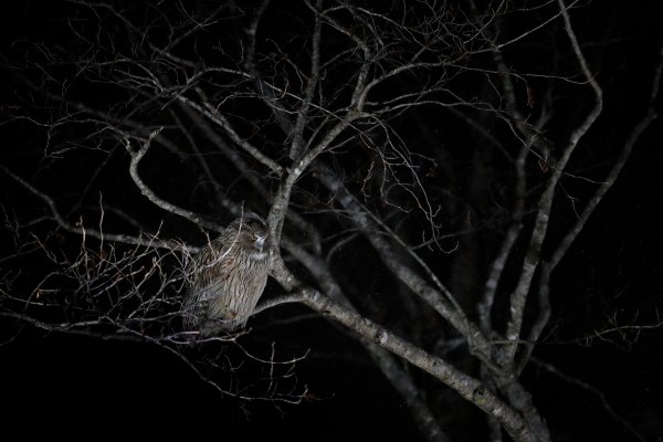 Blakiston's fish owl (Bubo blakistoni) výr Blakistonův, Rausu, Hokkaidó, Japan 