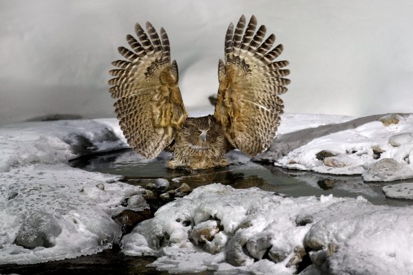 Blakiston's fish owl (Bubo blakistoni) výr Blakistonův, Rausu, Hokkaidó, Japan 