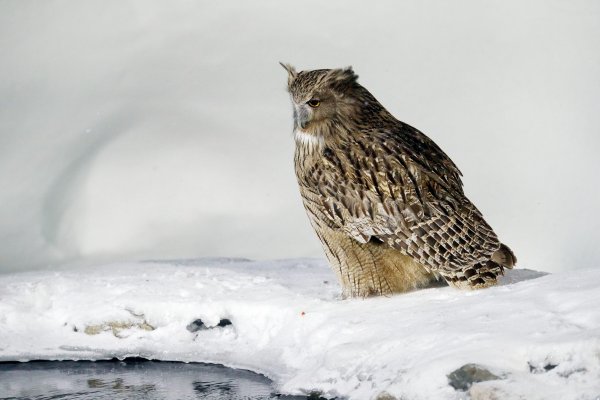 Blakiston's fish owl (Bubo blakistoni) výr Blakistonův, Rausu, Hokkaidó, Japan 