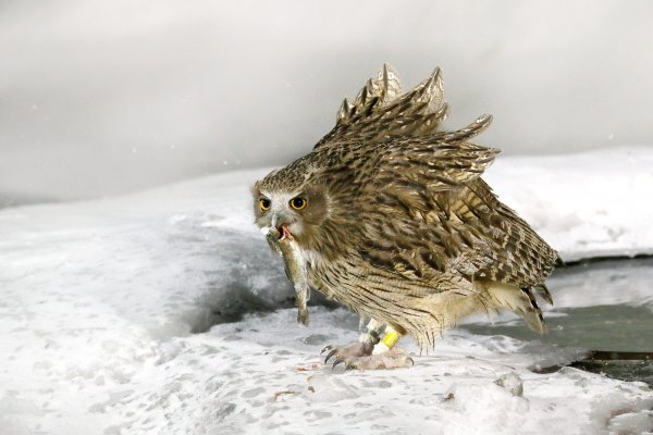 Blakiston's fish owl (Bubo blakistoni) výr Blakistonův, Rausu, Hokkaidó, Japan 