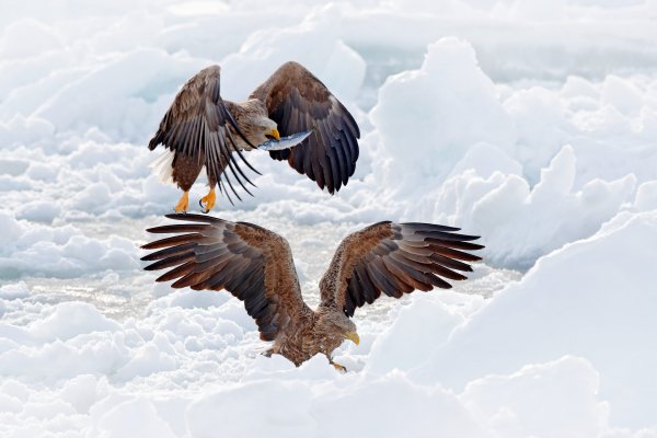 White-tailed Eagle  (Haliaeetus albicilla) orel mořský, Rausu, Hokkaidó, Japan