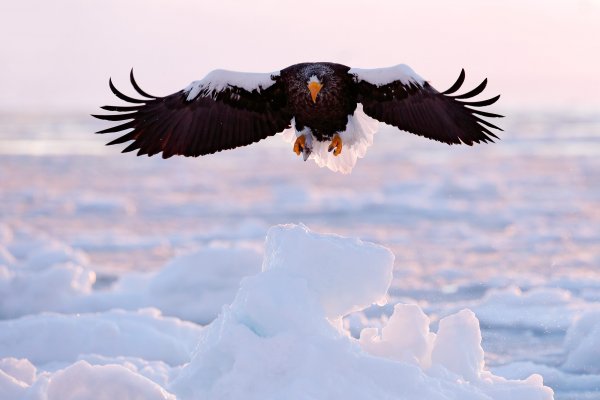 Steller's sea eagle (Haliaeetus pelagicus) orel východní, Rausu, Hokkaidó, Japan