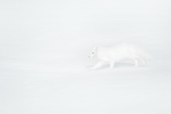 Arctic Fox (Vulpes lagopus) liška polární, Svalbard, Norway