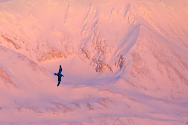 Northern Fulmar (Fulmarus glacialis) buřňák lední, Svalbard, Norway