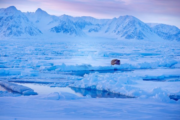 Walrus (Odobenus rosmarus) mrož lední, Svalbard, Norway