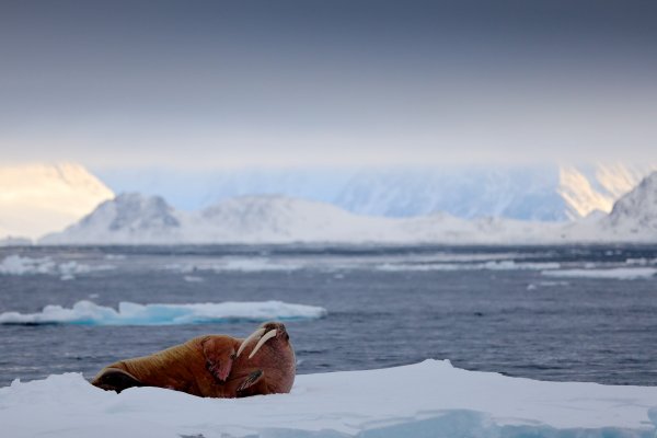 Walrus (Odobenus rosmarus) mrož lední, Svalbard, Norway