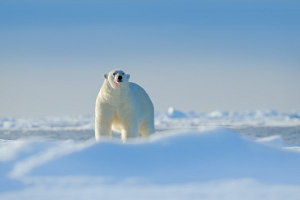 Polar Bear (Ursus maritimus) medvěd lední, Sjuøyane, Svalbard, Norway