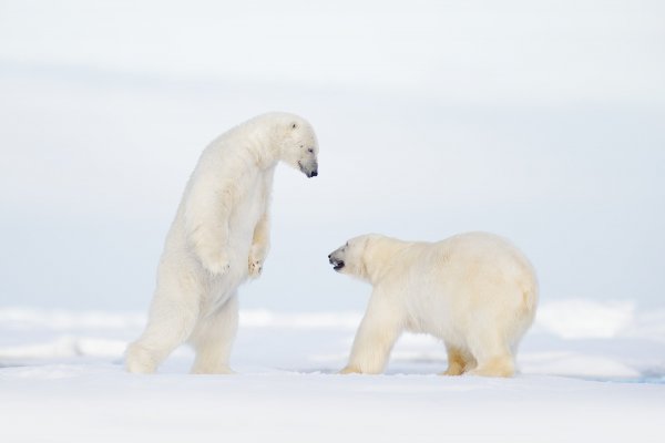 Polar Bear (Ursus maritimus) medvěd lední, Sjuøyane, Svalbard, Norway