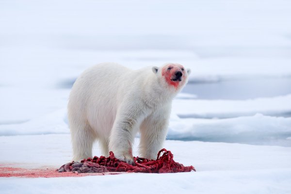 Polar Bear (Ursus maritimus) medvěd lední, Sjuøyane, Svalbard, Norway