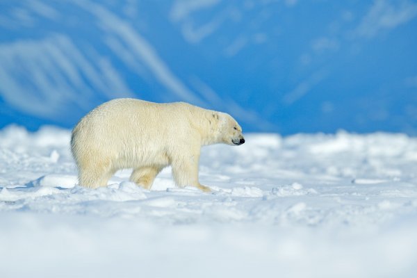 Polar Bear (Ursus maritimus) medvěd lední, Sjuøyane, Svalbard, Norway