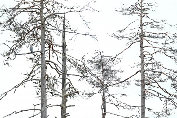 Eurasian sparrowhawk (Accipiter nisus) krahujec obecný, Kuhmo, Finsko