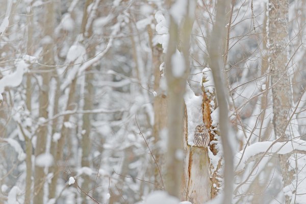 Ural Owl (Strix uralensis) puštík bělavý, Prachaticko, Šumava, Czech Republic