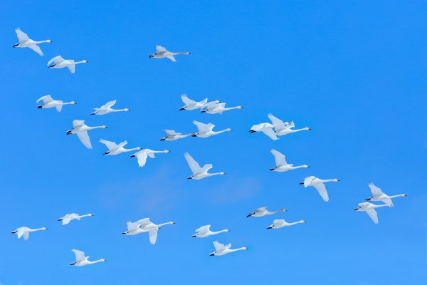 Whooper Swan (Cygnus cygnus) labuť zpěvná, Tsurui, Hokkaidó, Japan