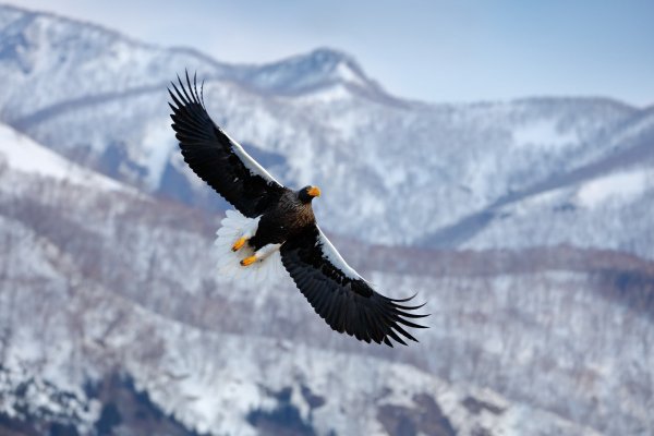 Steller's sea eagle (Haliaeetus pelagicus) orel východní, Rausu, Hokkaidó, Japan