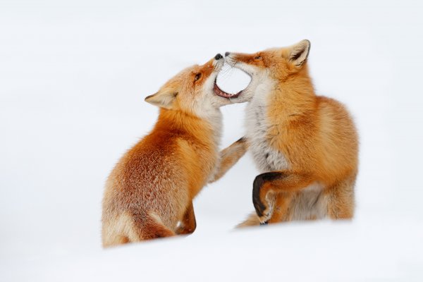 Red Fox (Vulpes vulpes) liška obecná, Nemuro, Hokkaidó, Japan