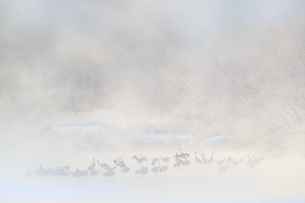 Red-crowned crane (Grus japonensis) jeřáb mandžuský, Tsurui, Hokkaidó, Japan