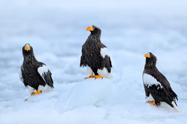 Steller's sea eagle (Haliaeetus pelagicus) orel východní, Rausu, Hokkaidó, Japan