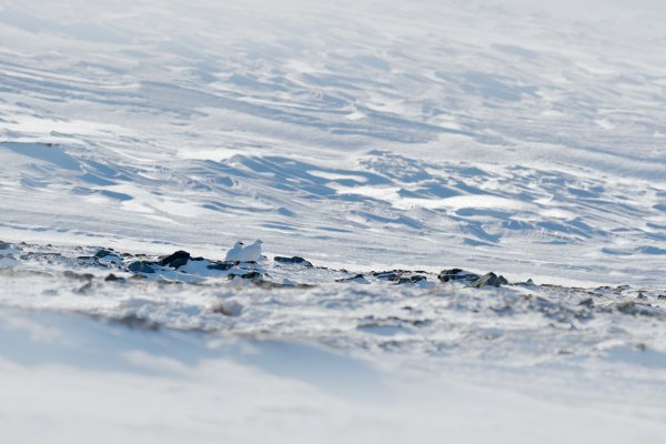 Svalbard rock ptarmigan (Lagopus muta hyperborea) bělokur horský, Svalbard, Norway