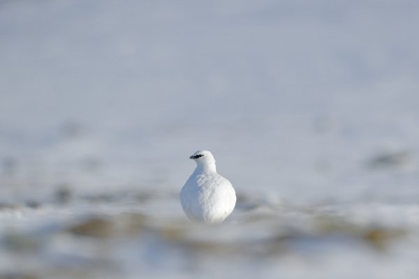 Svalbard rock ptarmigan (Lagopus muta hyperborea) bělokur horský, Svalbard, Norway