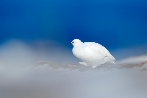 Svalbard rock ptarmigan (Lagopus muta hyperborea) bělokur horský, Svalbard, Norway