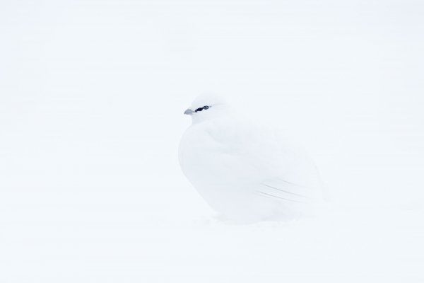 Svalbard rock ptarmigan (Lagopus muta hyperborea) bělokur horský, Svalbard, Norway