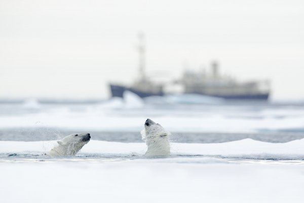 Polar Bear (Ursus maritimus) medvěd lední, Sjuøyane, Svalbard, Norway