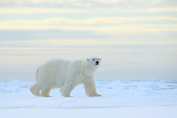 Polar Bear (Ursus maritimus) medvěd lední, Sjuøyane, Svalbard, Norway