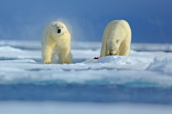 Polar Bear (Ursus maritimus) medvěd lední, Sjuøyane, Svalbard, Norway