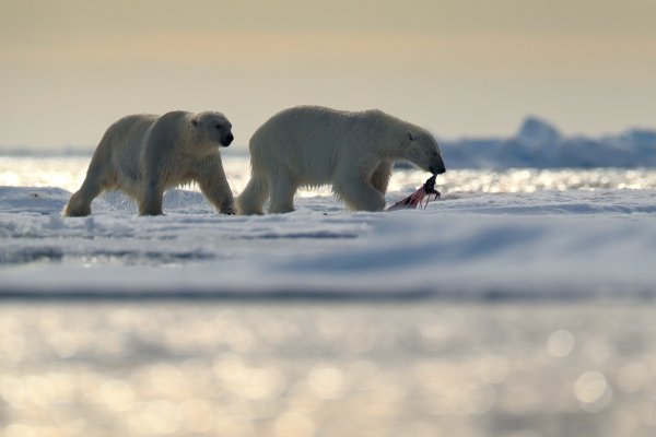 Polar Bear (Ursus maritimus) medvěd lední, Sjuøyane, Svalbard, Norway