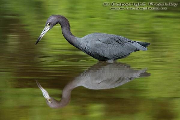Volavka modrošedá (Egretta caerulea), Volavka modrošedá (Egretta caerulea), Little Blue Heron, Autor: Ondřej Prosický, Model: Canon EOS 20D, Objektiv Canon EF 400mm f/5.6 L USM, stativ Gitzo 1227 + 1377M, Clona: 7.10, Doba expozice: 1/125 s, ISO: 100, Kompenzace expozice: -1/3 EV, Blesk: Ne, Vytvořeno: 16. prosince 2005 10:22:27, delta řeky Rio Baru u Dominical (Kostarika) 
