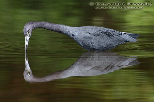 Volavka modrošedá (Egretta caerulea), Volavka modrošedá (Egretta caerulea), Little Blue Heron, Autor: Ondřej Prosický, Model: Canon EOS 20D, Objektiv Canon EF 400mm f/5.6 L USM, stativ Gitzo 1227 + 1377M, Clona: 7.10, Doba expozice: 1/125 s, ISO: 100, Kompenzace expozice: -1/3 EV, Blesk: Ano (externí Sigma EF-500 DG Super, -2/3 EV), Vytvořeno: 16. prosince 2005 10:22:34, delta řeky Rio Baru u Dominical (Kostarika) 